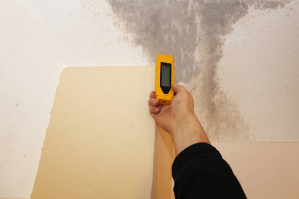 Best Environmental Consulting for Mold Prevention  in Bethlehem, NC