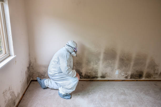 Best Mold Damage Restoration  in Bethlehem, NC