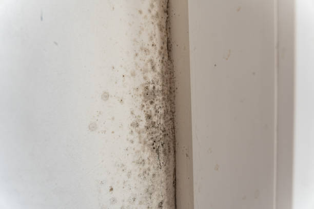 Best Commercial Mold Inspection  in Bethlehem, NC